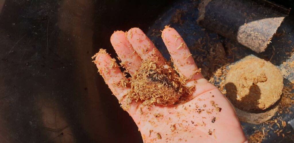 Hardwood Fuel Pellets In The UK. Where are they? | Archer’s Mushrooms | Gourmet Mushrooms | UK Hardwood Fuel Pellets