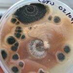 No-Pour Agar Tek | Mushroom Growing | Mushroom Blogs | Mushroom Growing | Mushroom Tips | Mushroom Business