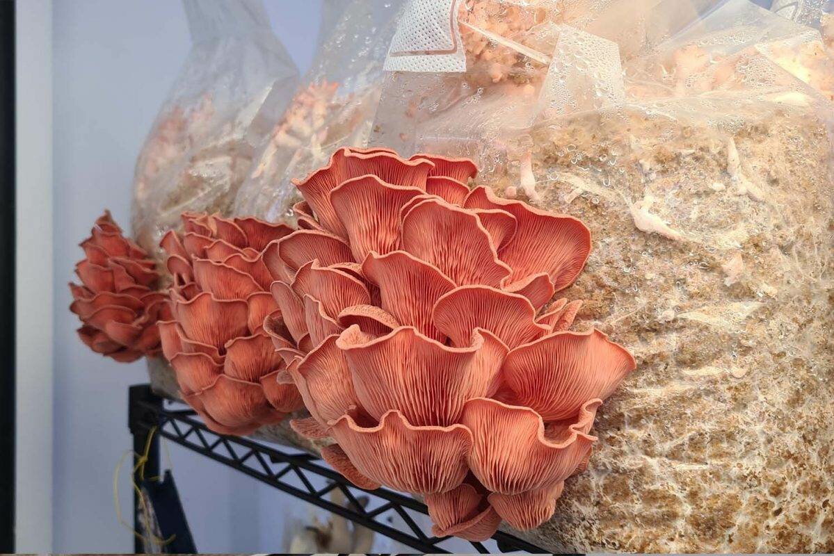Shoots & Spores Mushroom Shop And Farm | Mushroom Growing | Mushroom Tips | Mushroom Business
