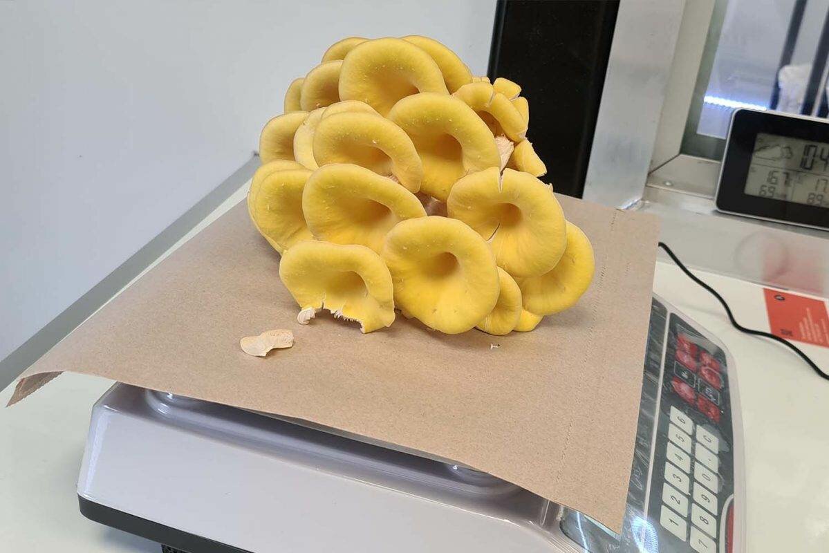 Shoots & Spores Mushroom Shop And Farm | Mushroom Growing | Mushroom Tips | Mushroom Business