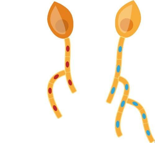 How Do Mushrooms Grow? | Mushroom Growing | Mushroom Blogs | Mushroom Growing | Mushroom Tips | Mushroom Business