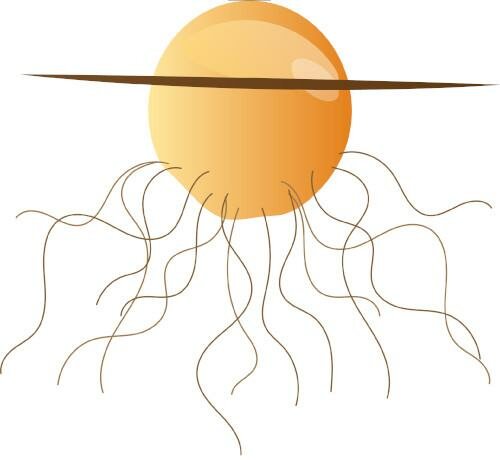 How Do Mushrooms Grow? | Mushroom Growing | Mushroom Blogs | Mushroom Growing | Mushroom Tips | Mushroom Business