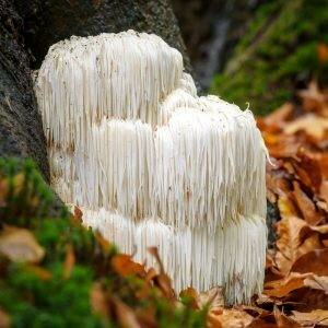 Commonly Cultivated Mushroom Species | Mushroom Growing | Mushroom Blogs | Mushroom Growing | Mushroom Tips | Mushroom Business