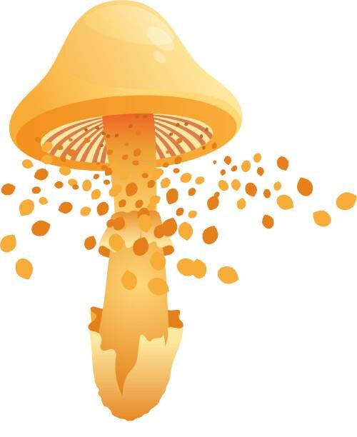 How Do Mushrooms Grow? | Mushroom Growing | Mushroom Blogs | Mushroom Growing | Mushroom Tips | Mushroom Business