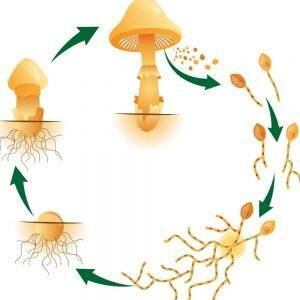 How Do Mushrooms Grow? | Mushroom Growing | Mushroom Blogs | Mushroom Growing | Mushroom Tips | Mushroom Business